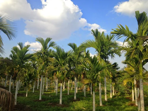 Indian government must actively support arecanut growers and pursue alternative benefits