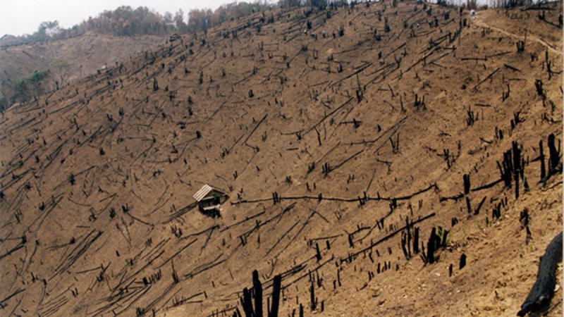 Jhum cultivation in Manipur hill’s district; nurturing tradition, navigating challenges